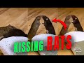 Two rats kissing each other