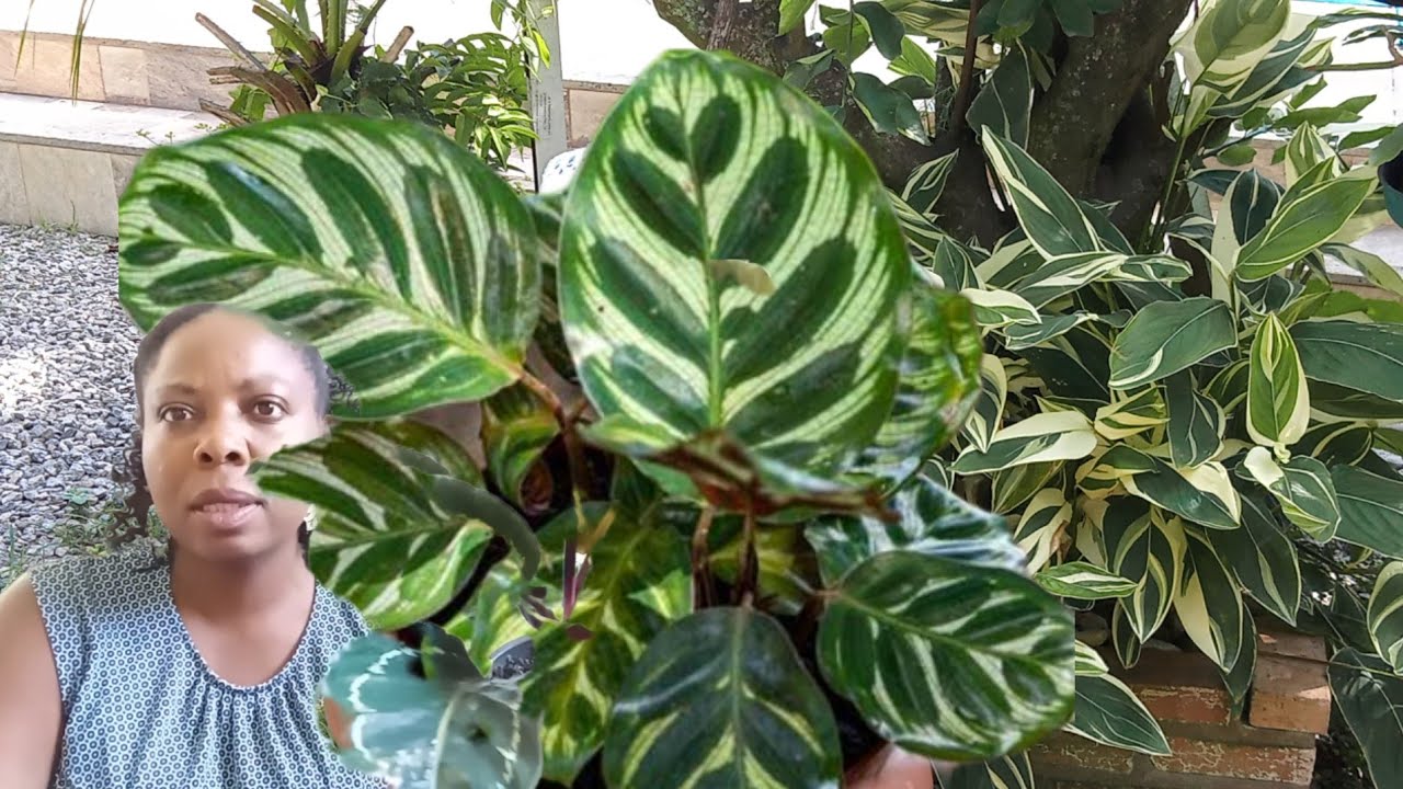 Como cuidar da planta maranta.