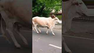 cows
