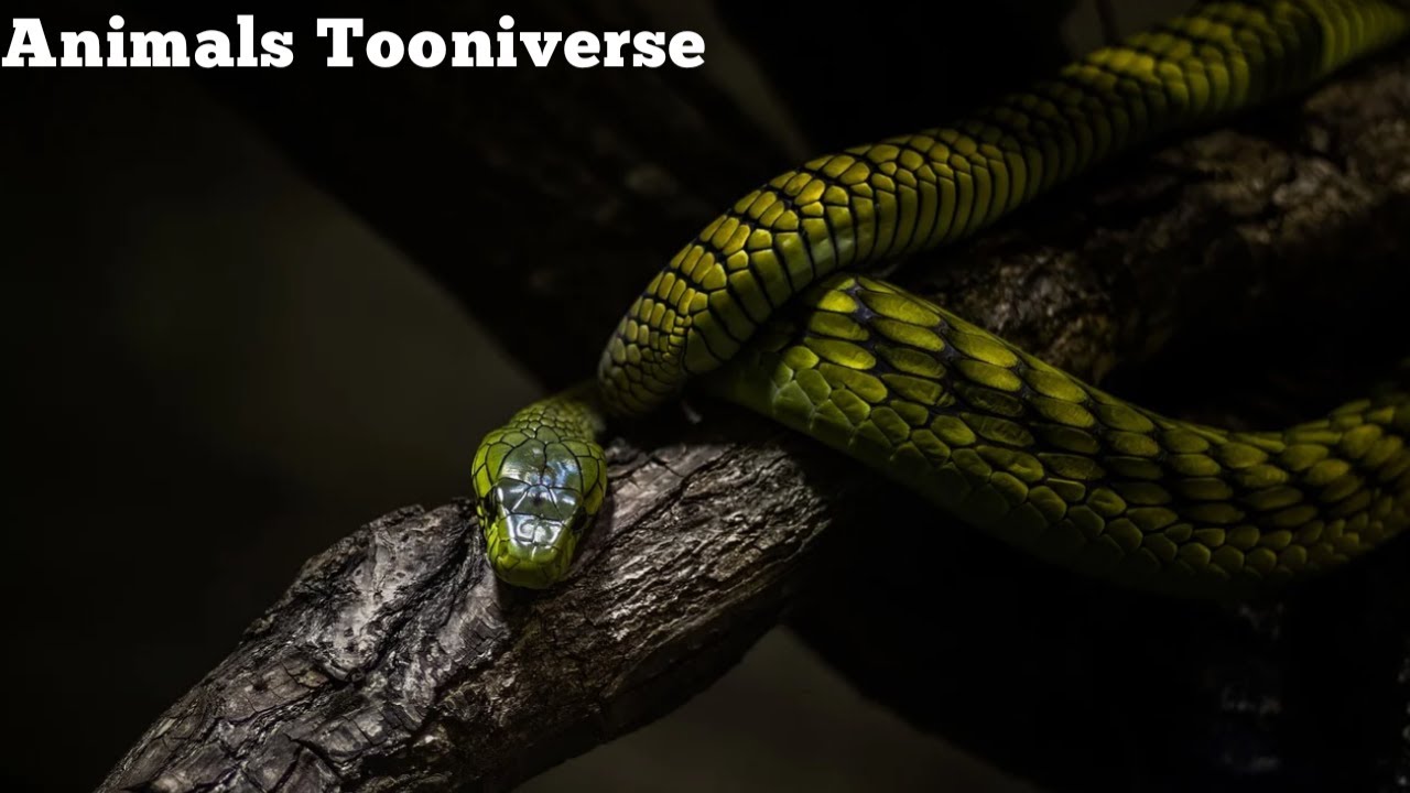 The Remarkable Wildlife of Costa Rica The wild Animals Tooniverse - YouTube