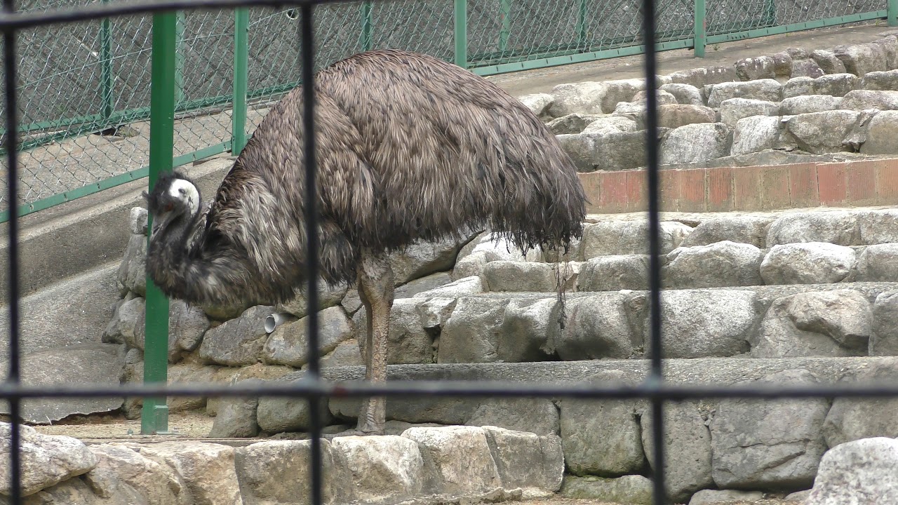 エミュー 福岡市動物園 19年4月23日 Youtube