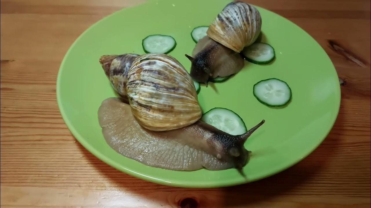 УЛИТКИ АХАТИНЫ ЕДЯТ ОГУРЦЫ/ ACHATINA SNAILS EAT CUCUMBERS/RELAXATION