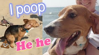 My beagle pooped on beach | Puppy beagle's first time playing on beach