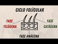 CICLO FOLICULAR Y CAÍDA DE PELO