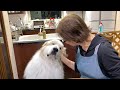 ショーから戻ってお母さんに甘えるアランです　Great Pyrenees　グレートピレニーズ