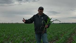 BushelUp | Post Spray and Corn Decisions | 06-02-2026