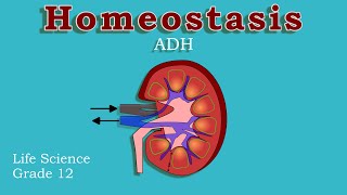 Endocrine System and Homeostasis | Osmoregulations | ADH | Life science grade 12