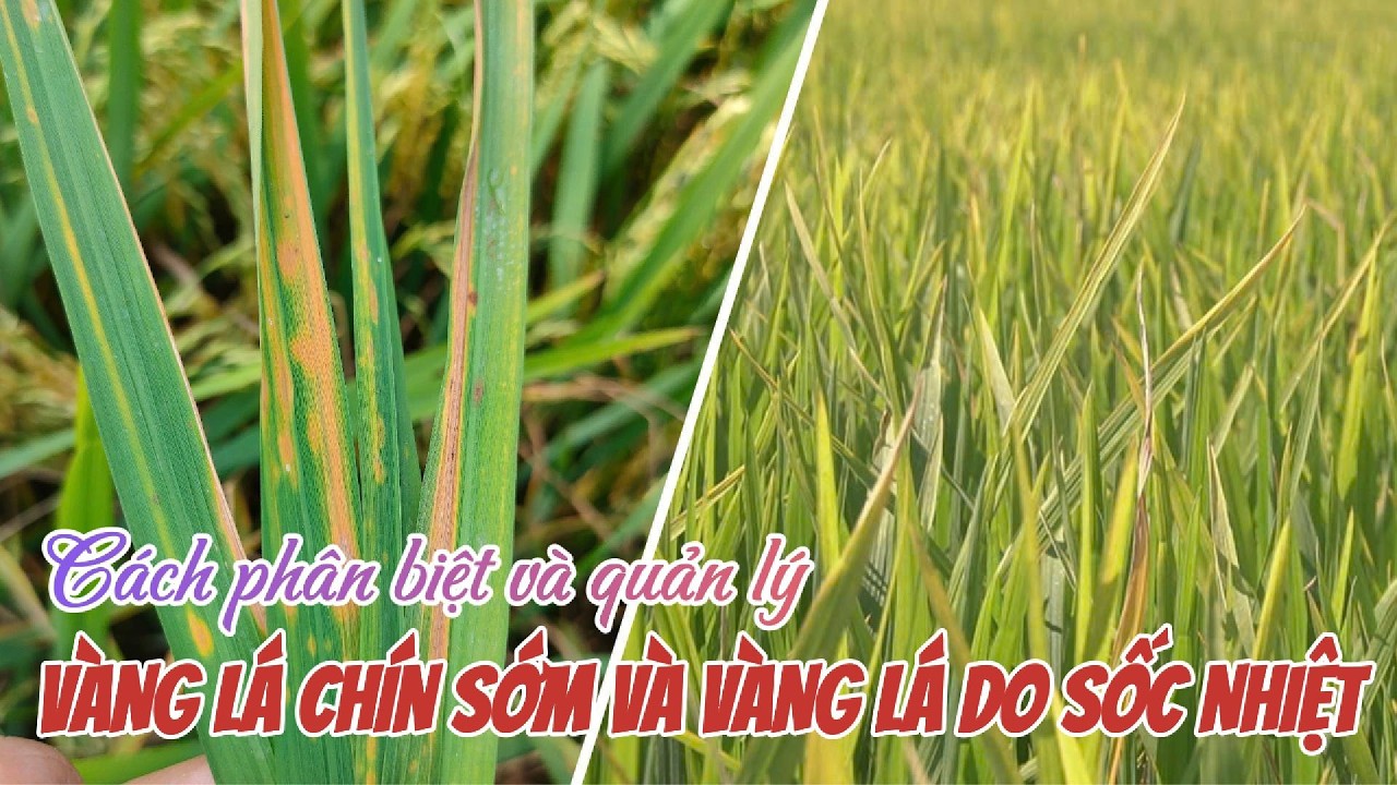 Phân biệt vàng lá chín sớm và sốc lạnh trên lúa | Hai Lúa Vàng