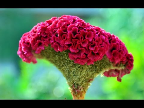 Video Hoa Mào Gà - youtube