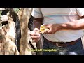 This Community Harvests Palo Santo for Luna Sundara