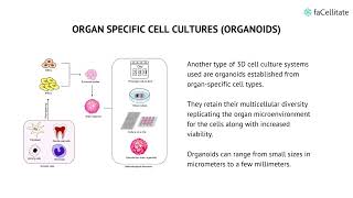3D cell culture to study the neurological disorders | Spheroid & Organoid
