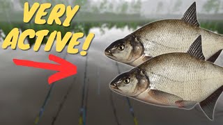 VERY ACTIVE BREAM SPOT IN OLD BURG LAKE! #968 Russian fishing 4