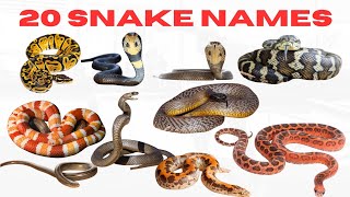 Learn 2O Snake Names for Kids | Fun &Educational Animal Video for Preschooland  in English and Urdu 