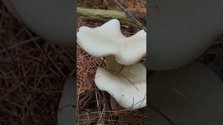 Mushies