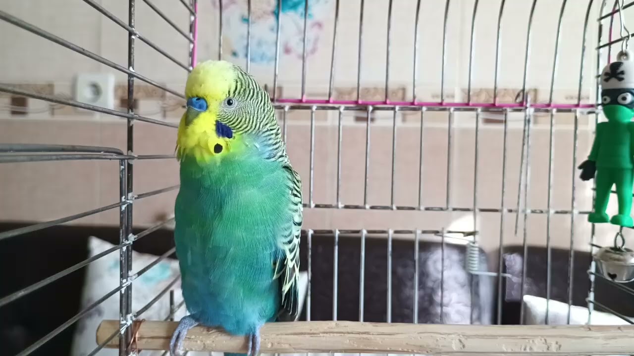 Kuşun İçin En Güzel Hediye 🎁 | 2 Saatlik Doğal Muhabbet Kuşu Sohbeti