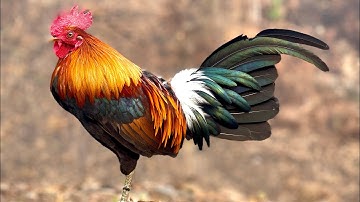 Coj peb mu saib qaib f2 qua nawb