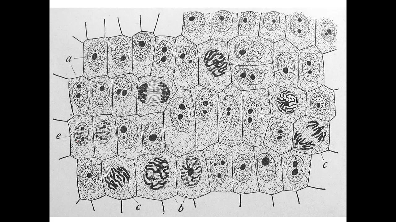 ចំណែកកោសិកា (ផ្នែក២)