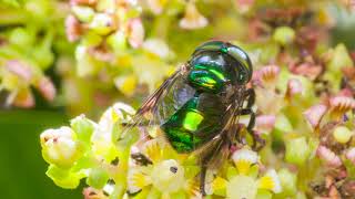 Nature Documentary: A Tiny World