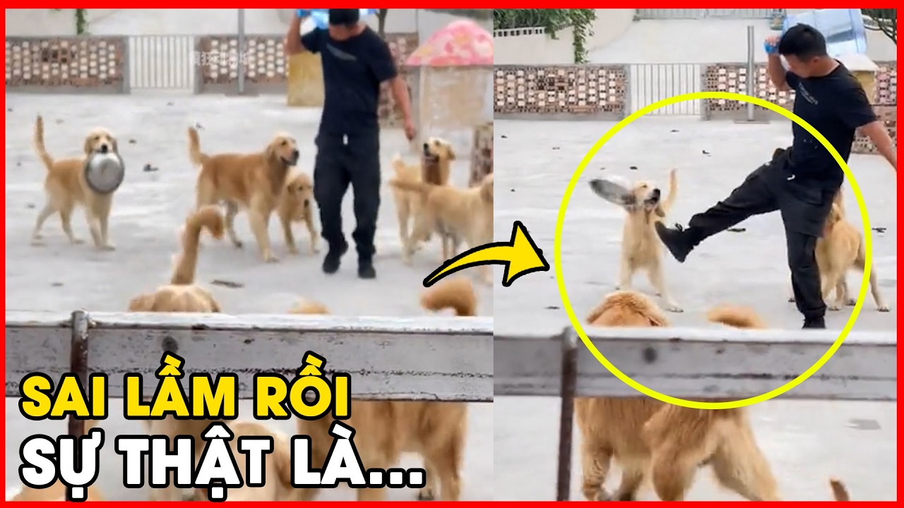 Bị dân mạng chỉ trích vì đá chậu của chó, chủ nhà tung bằng chứng khiến ai cũng 