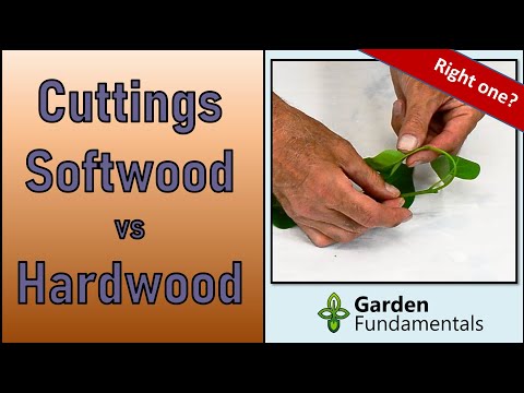 Video: Rooting Softwood At Hardwood Cutting