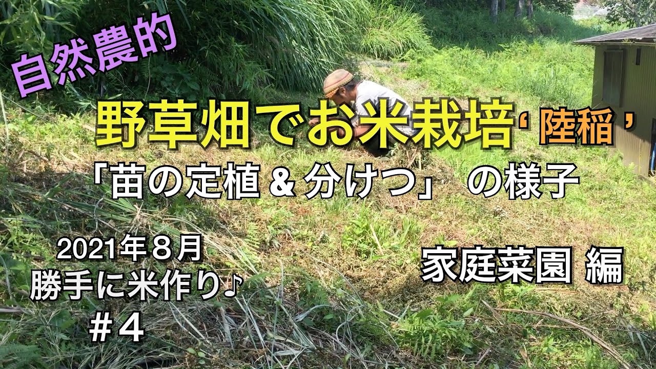 野草畑でお米栽培！陸稲苗定植&分けつは？【自然農的】家庭菜園 - YouTube