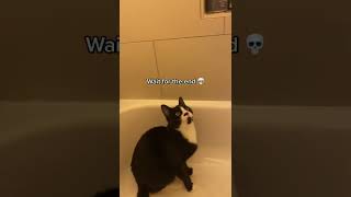 Crazy Cat Is Chasing His Tail In The Bathtub