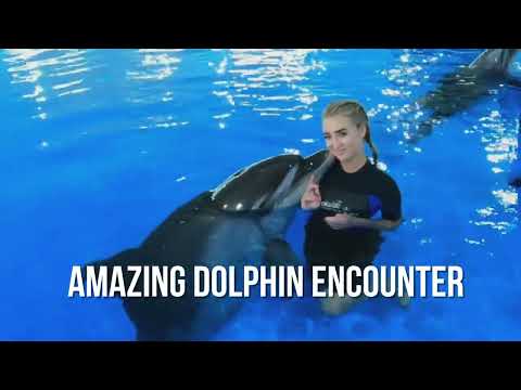 Amazing Dolphin Encounter | Fun Activities in Dubai | Must-Visit Dolphinarium