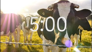 Famous 5 Minute Countdown Timer with Music: Cow Theme Net Worth