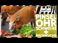 Zoo Wuppertal: Pinselohrschweine in NEUER Anlage | zoos.media
