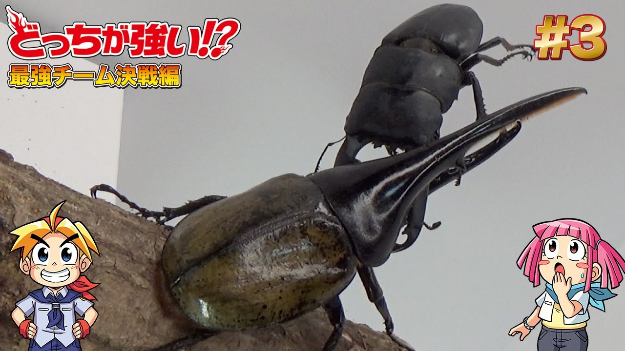 どっちが強い ヘラクレスオオカブトvsパラワンオオヒラタクワガタ 図鑑get に登場する昆虫同士の戦いだ Youtube