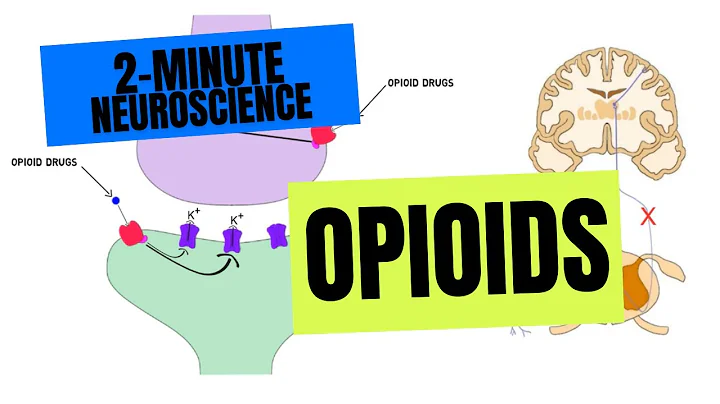 2-Minute Neuroscience: Opioids - DayDayNews