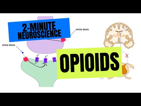 2-Minute Neuroscience: Opioids