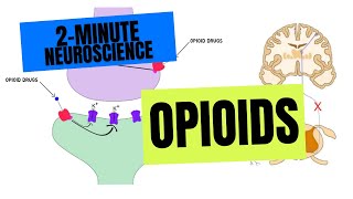 2Minute Neuroscience: Opioids