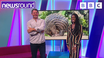 Steve Backshall: How you can help the environment, cheeky lionesses & weird animals | Newsround