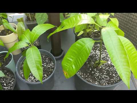 Video: Mango kauliukų daiginimas: ar galite sodinti sėklas iš bakalėjos parduotuvės mangų