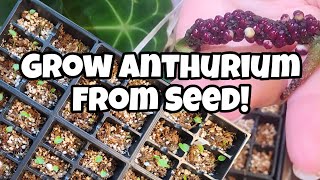 Growing Anthurium from Seed!! 🌱 collect seeds off forgetii with me & watch them grow!! ✨️