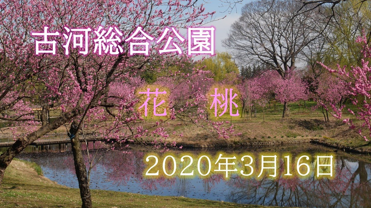 古河総合公園 古河公方公園 花桃 年3月16日 Youtube