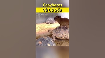 Tại sao cá sấu không tấn công Capybaras #congkienthuc