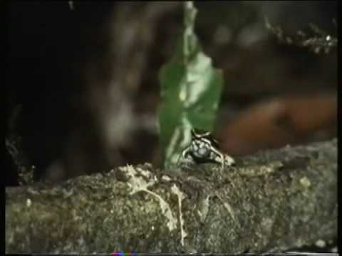 amphibiaweb hylidae Ameerega_picta.mov