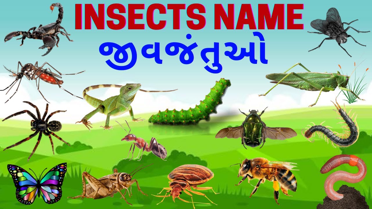 Insects name in gujarati and english