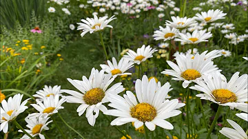 How to Divide Daisies