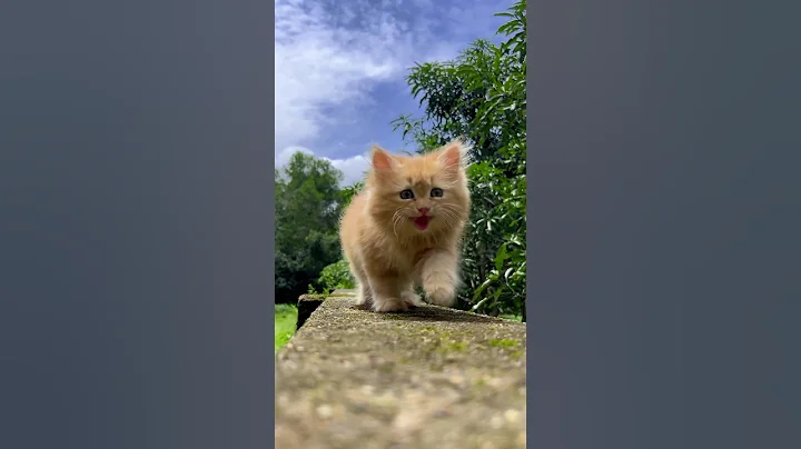 Kitten meowing 😻 | Cat sound | Cat | Cat Video | Cat voice | Persian cat sound | cat sound | Cats