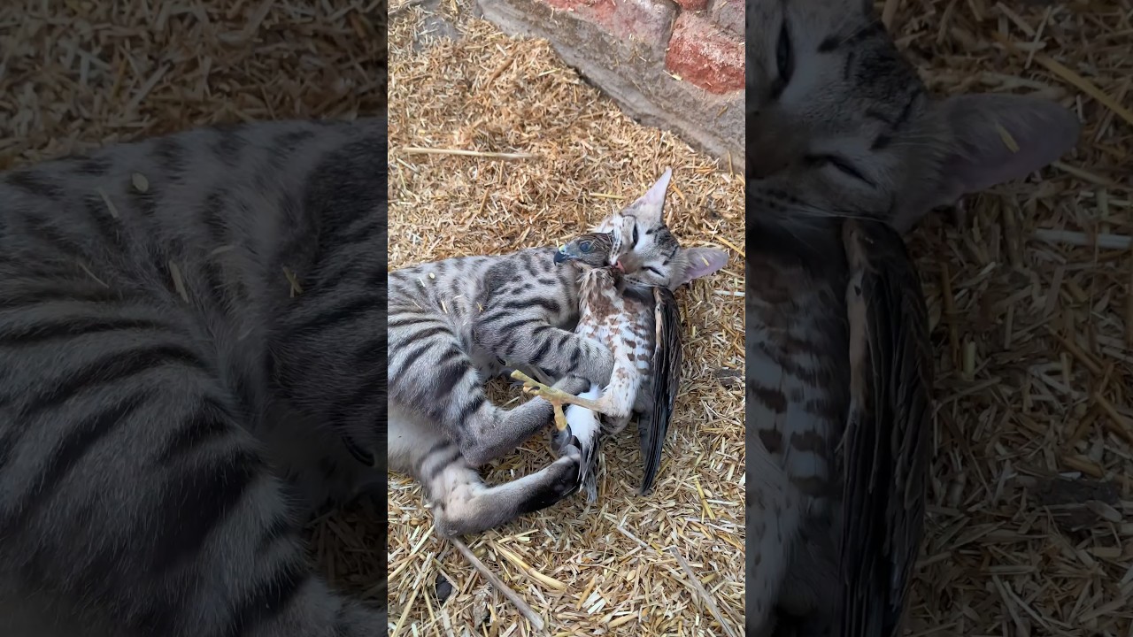 Crazy Kitten Has Annoying Baby Eagle 🦅🐈 #shorts #eagle #cat #kitten