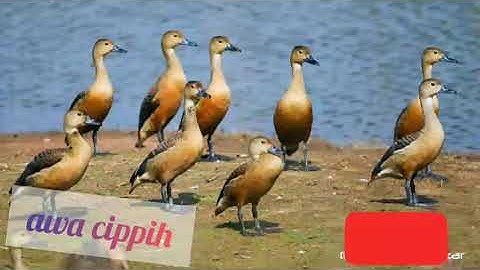 suara burung belibis.ampuh...