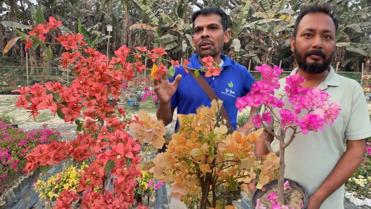 400+ Bougainvillea Varieties at ONE Nursery! 😱 Rare IDs at Go Green Nursery | Best Flowers Forever 