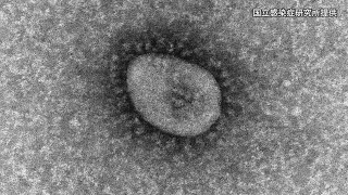 コロナ感染、最多更新 オミクロン株が猛威
