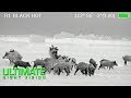 Wild Boar Hunting in Texas | 40 Hogs Down with the Armasight Zeus Thermal Scope