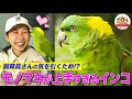 【おしゃべりインコ】〇〇のモノマネが上手すぎるインコの山田さんは飼育員が大好き！鳥が喋るメカニズムも解説【どうぶつ奇想天外／WAKUWAKU】