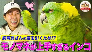 【おしゃべりインコ】〇〇のモノマネが上手すぎるインコの山田さんは飼育員が大好き！鳥が喋るメカニズムも解説【どうぶつ奇想天外／WAKUWAKU】