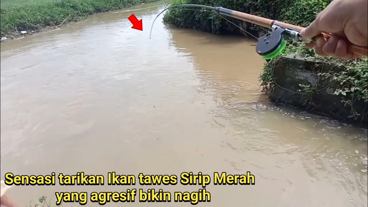 Sensasi Tarikan Tawes Sirip Merah – Teknik Pelampung Paling Ampuh!